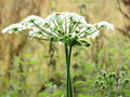 Anise Herb Seeds Pack of 300+ Pimpinella Anisum Culinary & Medicinal Spice, Annual Herb for Cooking & Herbal Remedies
