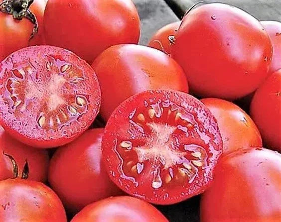 Siberian Tomato Seeds, Organic Heirloom, Non-GMO, Solanum lycopersicum, Juicy, Full Sun, Home Garden, 10+ Seeds