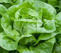 Lettuce Seeds 1000+ White Boston Butterhead Lactuca sativa Heirloom Garden Seeds for Salad