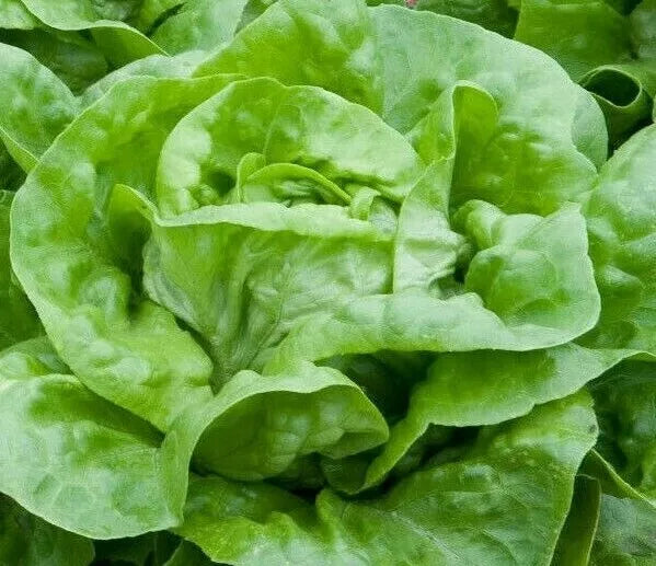 Lettuce Seeds 1000+ White Boston Butterhead Lactuca sativa Heirloom Garden Seeds for Salad