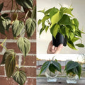 Philodendron Cuttings Combo 6 Pack – Micans, Brasil, Green Indoor House Plant Propagation Set
