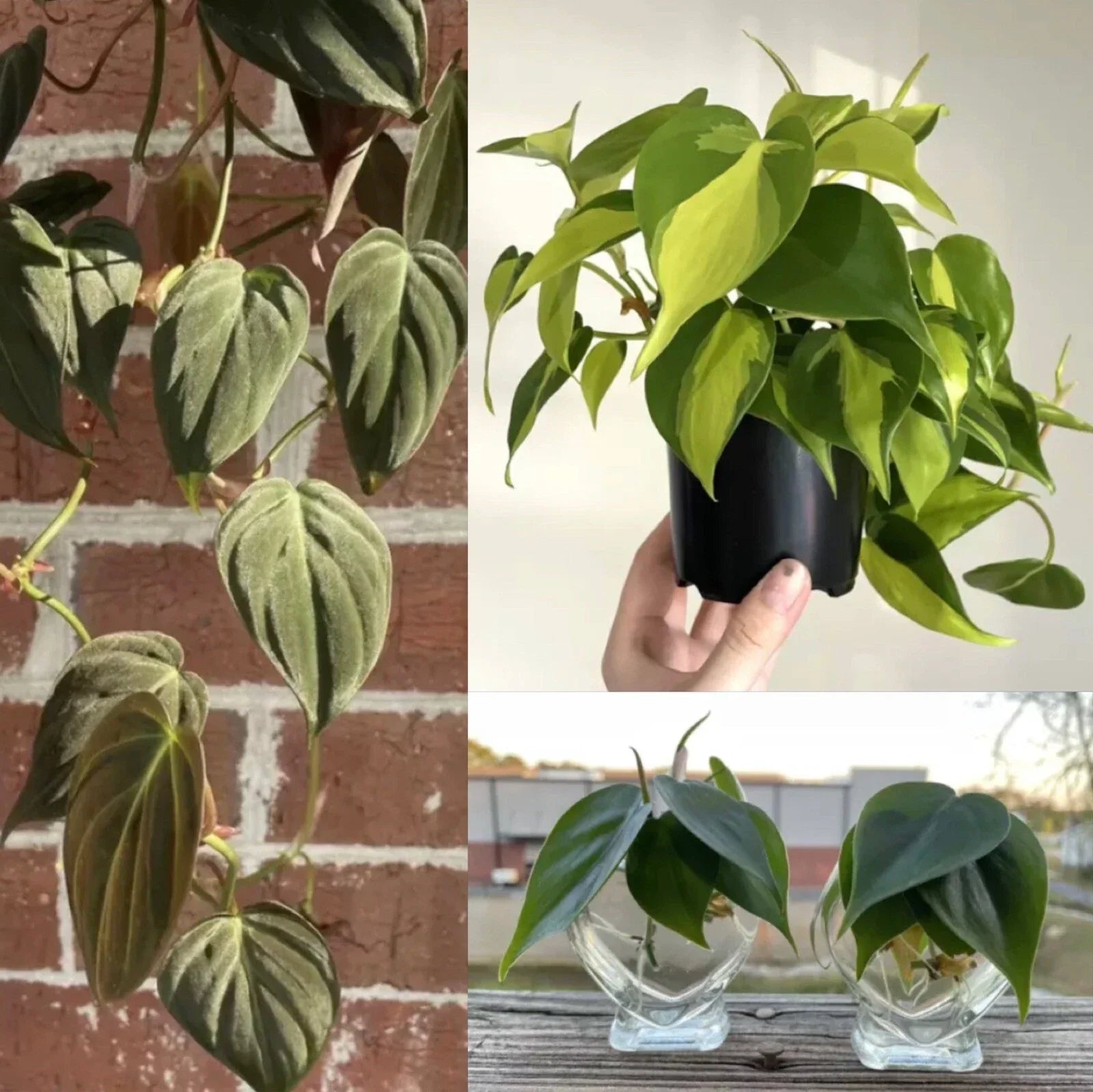 Philodendron Cuttings Combo 6 Pack – Micans, Brasil, Green Indoor House Plant Propagation Set