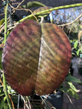 Hoya AH Gold Plant - Rooted Hybrid with Vibrant Gold & Red Leaves - Hoya carnosa 'AH Gold'