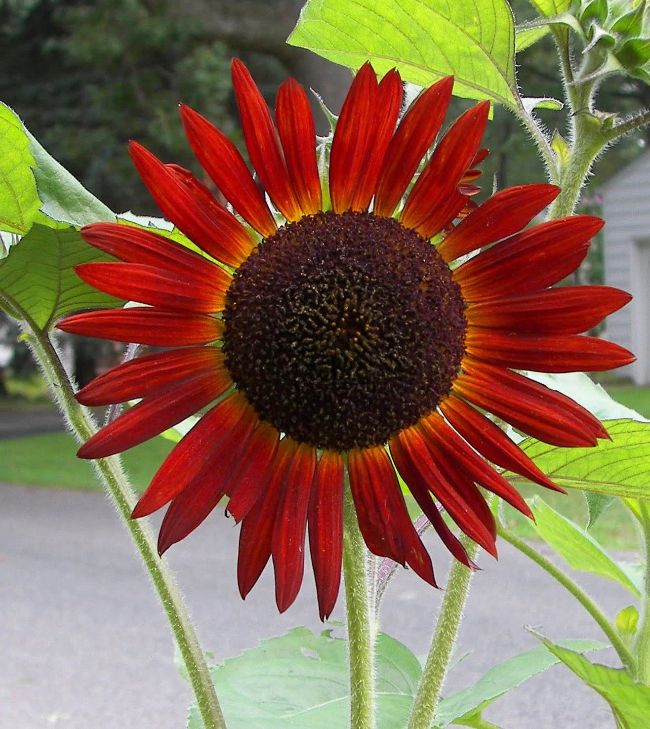 Red Sunflower Seeds - Pack of 50 Helianthus annuus for Gardens & Landscaping
