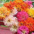 Zinnia Seeds Mix - Chrysanthemum Varieties - 25 Pack - Zinnia elegans - Vibrant Flower Seeds for Garden, Borders & Containers