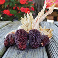 Red Popcorn Seeds - Organic Red Zea mays everta - 25+ Non-GMO Seeds for Home Garden, Backyard, Container Planting