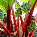 Rhubarb Seeds 20+ "Victoria" Perennial Vegetable Garden Rheum rhabarbarum, Clumping, Bright Green & Red Stalks