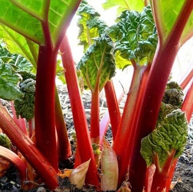 Rhubarb Seeds 20+ "Victoria" Perennial Vegetable Garden Rheum rhabarbarum, Clumping, Bright Green & Red Stalks