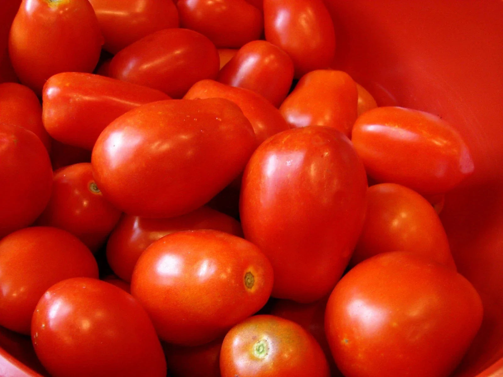 Roma Tomato Seeds Heirloom NON-GMO Solanum lycopersicum Seed Packets for Canning and Cooking