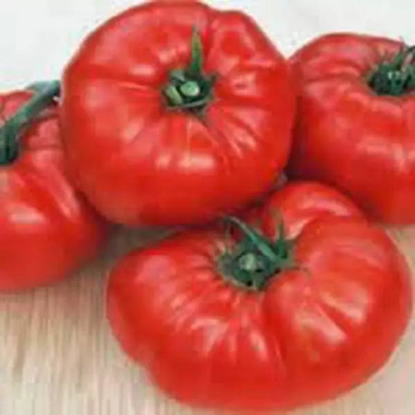 Beefsteak Tomato Seeds 100 Non-GMO Heirloom Solanum lycopersicum Vegetable Seeds for Home Garden