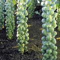 Brussels Sprouts Seeds, Heirloom Non-GMO, Long Island Variety, Brassica oleracea var. gemmifera, 50+ Seeds for Home Garden