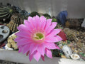 Echinopsis 'Gary Brandfeller' Lavender Cactus Potted Plant with Pup - Unique Succulent for Cactus Collectors