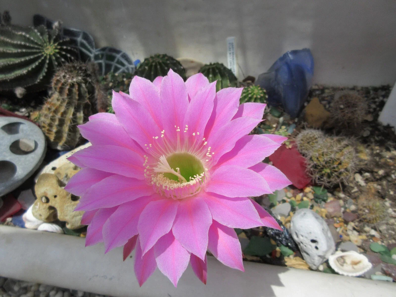 Echinopsis 'Gary Brandfeller' Lavender Cactus Potted Plant with Pup - Unique Succulent for Cactus Collectors