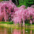 Weeping Sakura Seeds 20 Pcs Prunus pendula Cherry Blossom Tree for Garden, Landscape, or Container Planting
