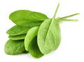 Giant Noble Spinach Seeds – Heirloom Spinacia oleracea for Home Gardening, Salad & Cooking