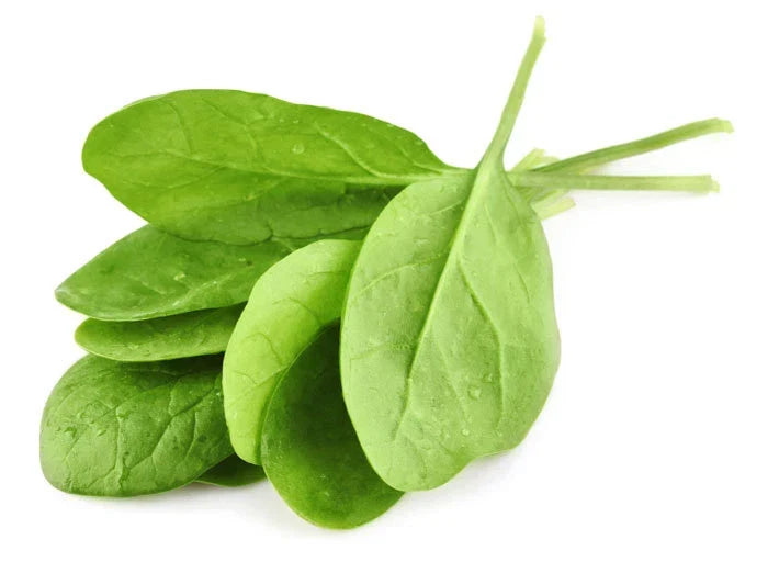 Giant Noble Spinach Seeds – Heirloom Spinacia oleracea for Home Gardening, Salad & Cooking