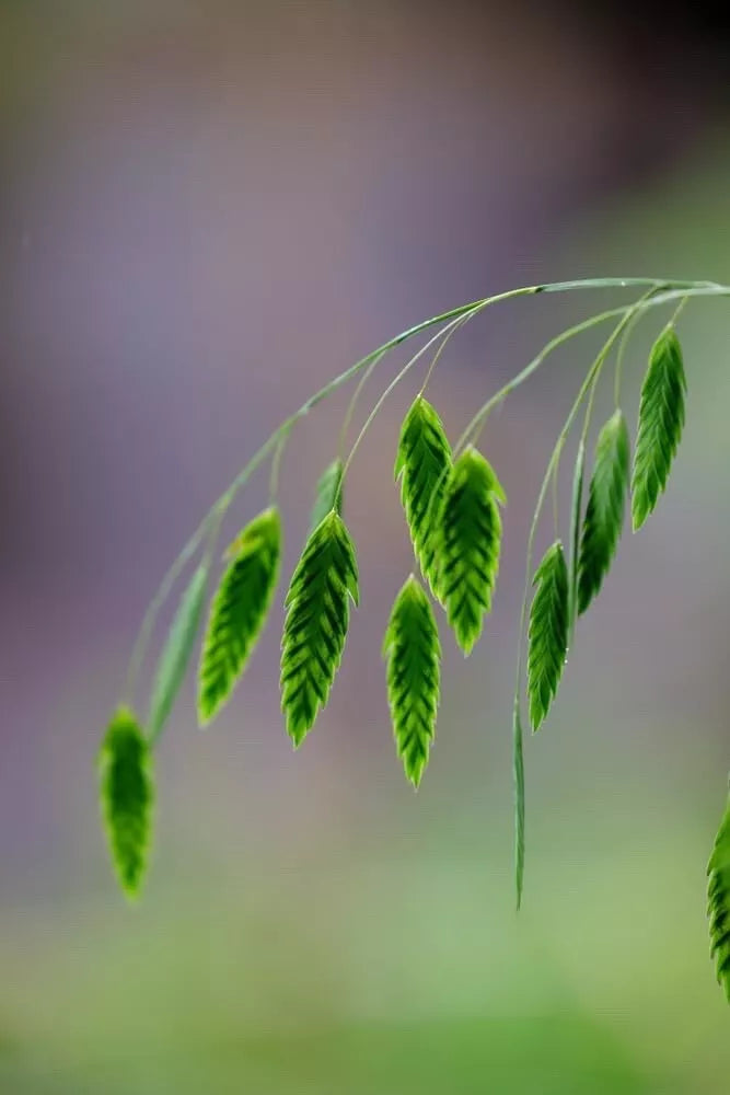 Indian Woodoats Grass Seeds - Chasmanthium latifolium - Perennial Ornamental Grass for Shade Gardens - 100 Seeds