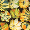 Daisy Gourd Squash Seeds – 25+ Bulk Pack for Garden Planting – Cucurbita pepo – USA Grown, Full Sun, Vining, Non-GMO