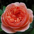 Chippendale Rose Cuttings - 3 Propagation Cuttings for Rooting or Grafting - Rosa 'Chippendale' Perennial Lavender Pink