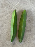 Dragon Fruit Cuttings 7” Red Flesh Self-Pollinating Hylocereus undatus – 2 Pcs for Planting