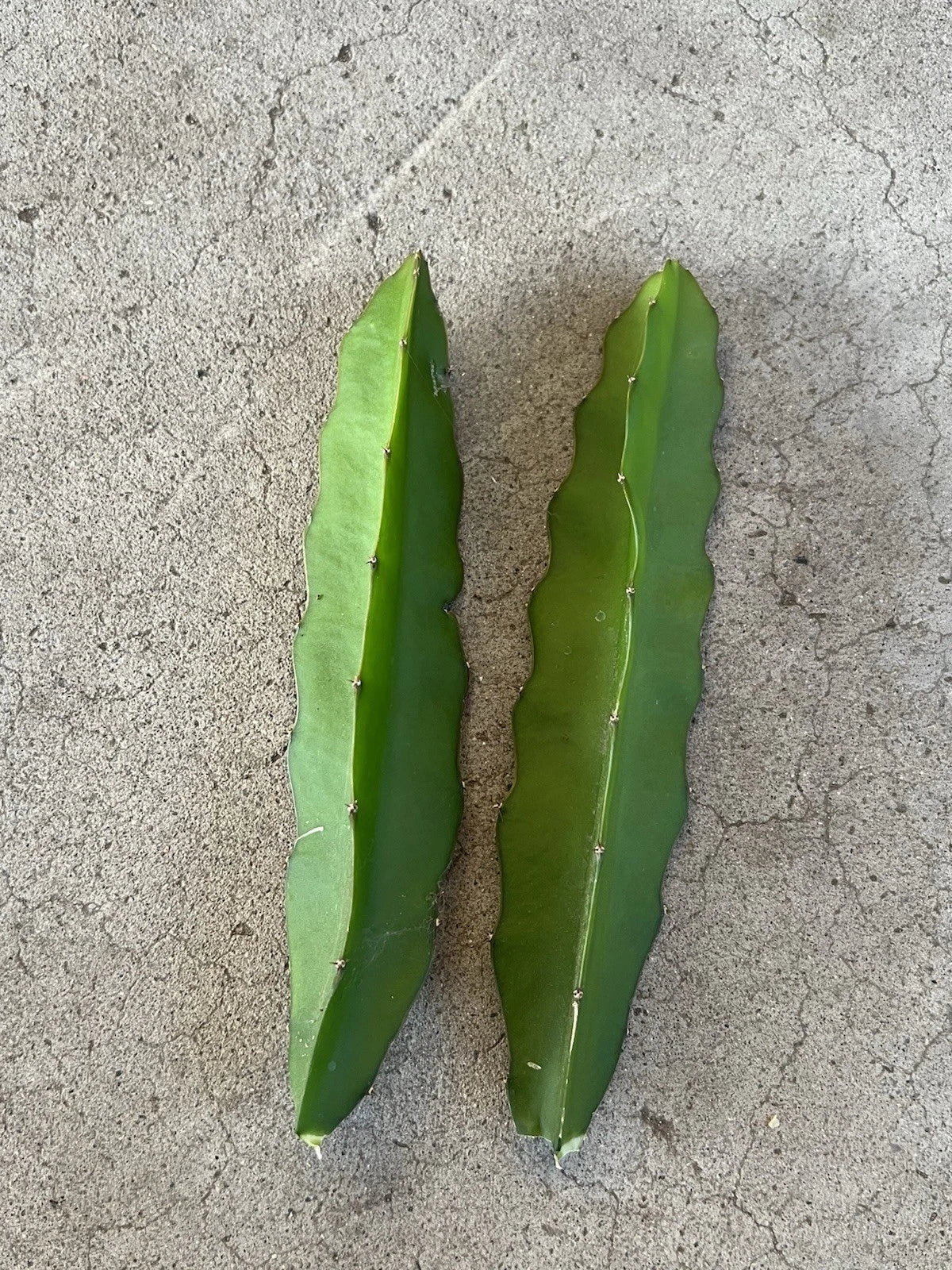 Dragon Fruit Cuttings 7” Red Flesh Self-Pollinating Hylocereus undatus – 2 Pcs for Planting