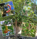 Red Guamuchil Tree Seeds - Pithecellobium dulce Tropical Landscaping, Edible Pods, Fast-Growing Seed Pack