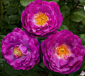 Wild Blue Yonder Rose Bush - Bare Root Live Starter Plant, Grandiflora, Blue Flowers, Rosa 'Wild Blue Yonder'