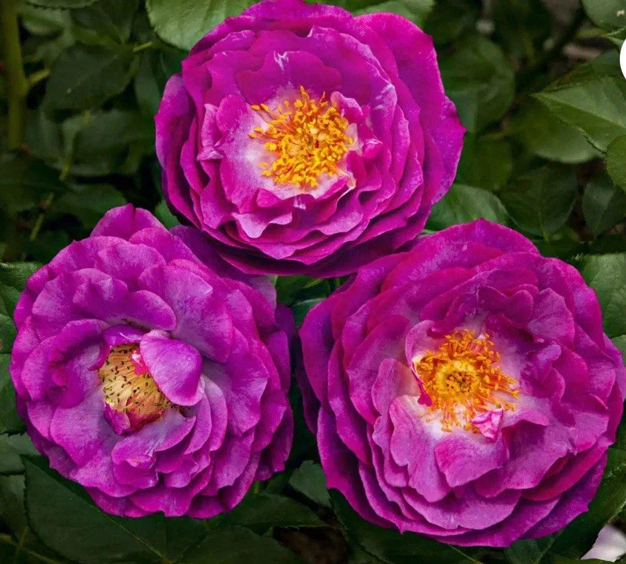 Wild Blue Yonder Rose Bush - Bare Root Live Starter Plant, Grandiflora, Blue Flowers, Rosa 'Wild Blue Yonder'