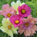 Cosmos Cotton Candy Mix Seeds - Colorful Annual Flower Seeds for Garden, Borders, Containers - Cosmos bipinnatus