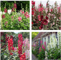 Hollyhock Flower Seeds Mix - 60+ Heirloom Seeds - Indian Spring Variety - Alcea rosea - Perennial Garden Seeds