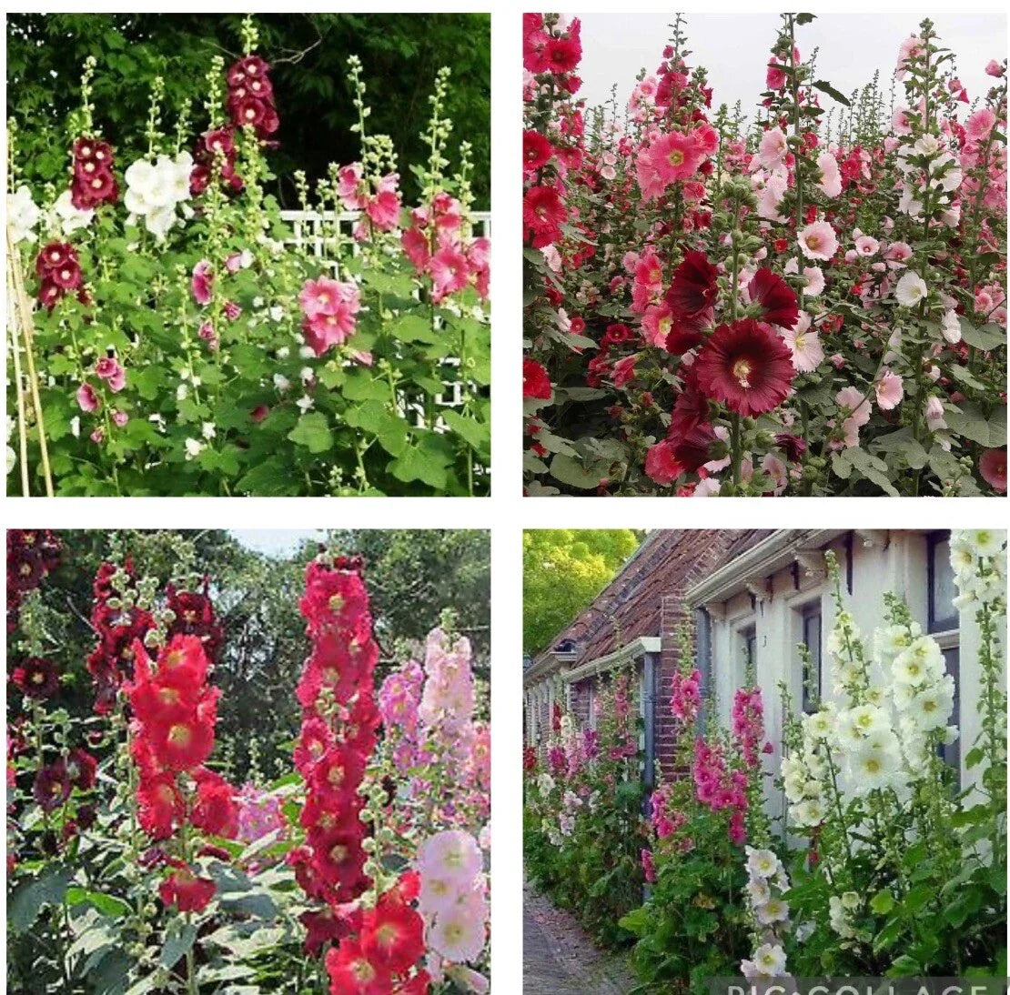 Hollyhock Flower Seeds Mix - 60+ Heirloom Seeds - Indian Spring Variety - Alcea rosea - Perennial Garden Seeds