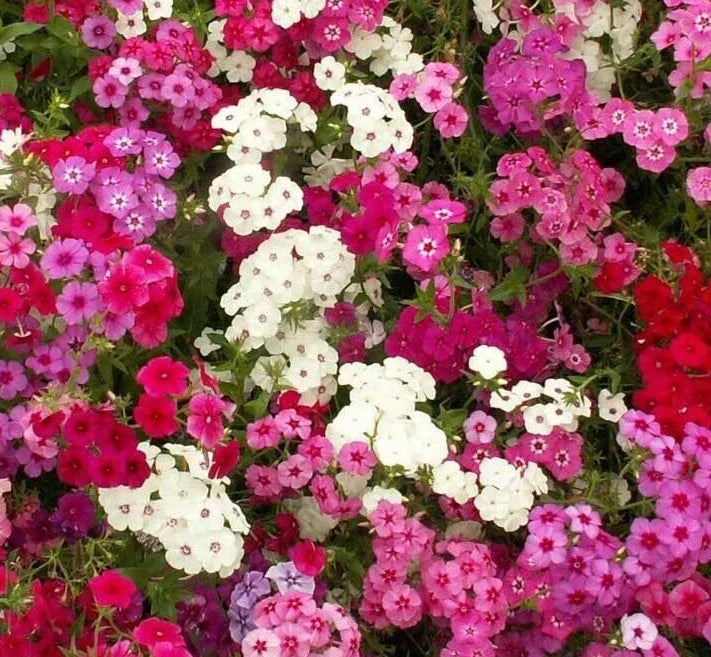Phlox Seeds - 300+ Mixed Colors Annual Flower for Bees & Butterflies - Phlox paniculata