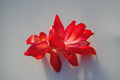 Christmas Cactus Starter Plant - Magic Fantasy Schlumbergera Truncata, Well-Rooted Small Indoor Plant, Pet Safe, Colorful Blooms