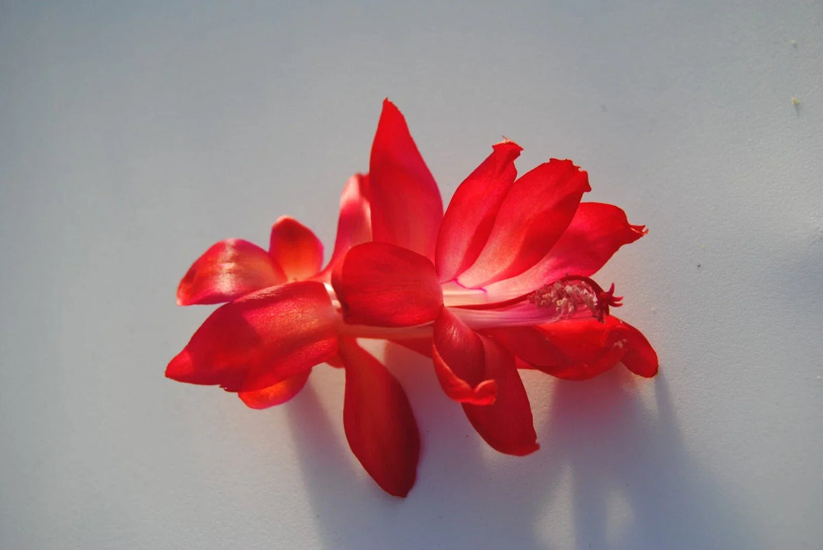 Christmas Cactus Starter Plant - Magic Fantasy Schlumbergera Truncata, Well-Rooted Small Indoor Plant, Pet Safe, Colorful Blooms