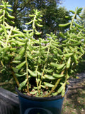 Sedum Salsa Ground Cover Plant - 4" Pot - Drought Tolerant Succulent - Sedum spp. Indoor Outdoor Hardy Plant
