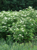 Elderberry Plant Bare Root 16+ Inches Sambucus Black Edible Shrub Live Plant for Garden