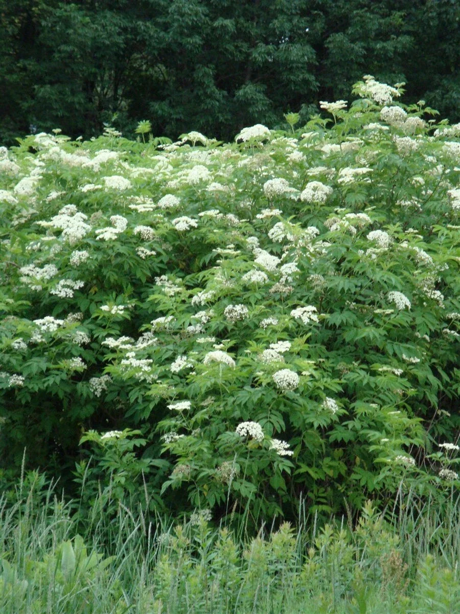 Elderberry Plant Bare Root 16+ Inches Sambucus Black Edible Shrub Live Plant for Garden