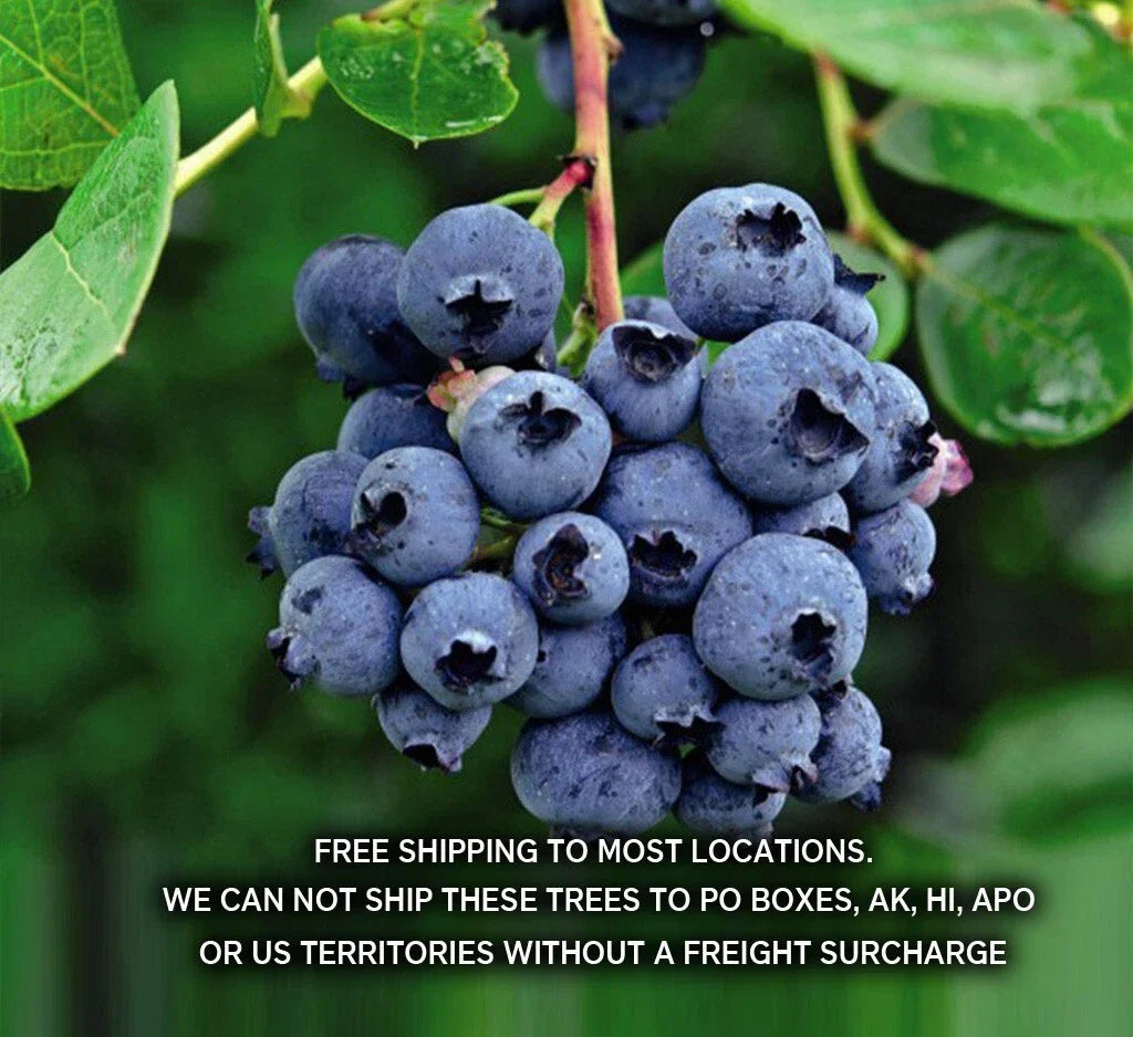 Blueberry Plants - 29+ Varieties, Disease-Free, State Lab Tested, Vaccinium corymbosum, Garden, Container, Fruit Bush