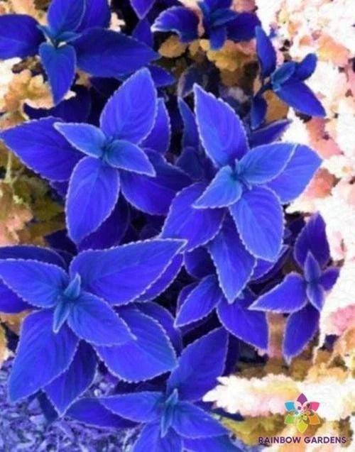 Navy Blue Coleus Seeds - Pack of 25+ for Garden, Container, Borders - Solenostemon scutellarioides