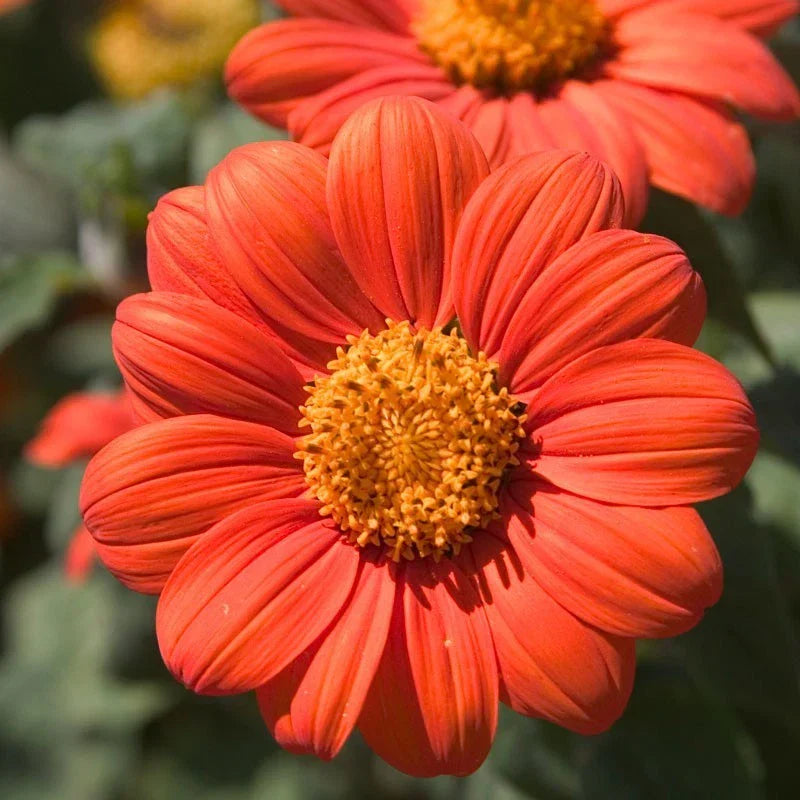 Mexican Sunflower Seeds - Orange Tithonia Variety - Attract Butterflies with Daisy-Like Blooms - Tithonia rotundifolia