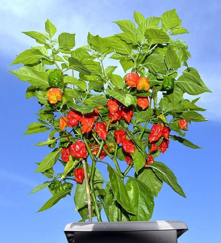 Carolina Reaper Pepper Plants Set of 2 | Live Starter Plants | Capsicum chinense | Extreme Heat, Compact, Bushy