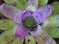 Neoregelia CONCENTRICA Bromeliad Plant - Large Tropical Indoor Houseplant with Colorful Foliage