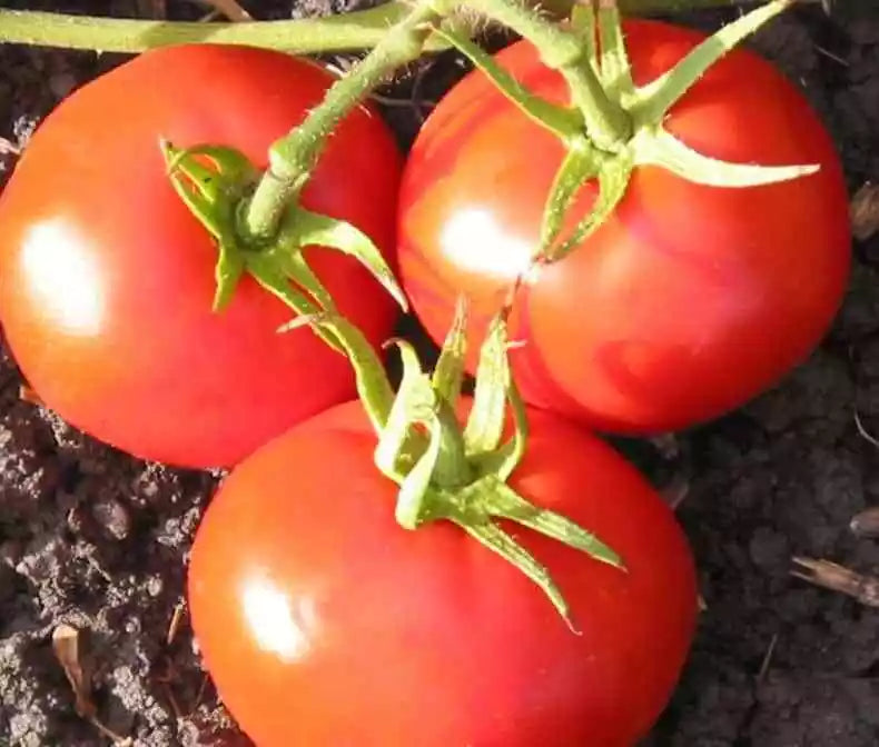 New Yorker Tomato Seeds 50 Ct Heirloom Non-GMO Vegetable Garden Seeds Lycopersicon esculentum