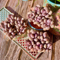 Live Graptopetalum amethystinum Succulent - Bare Root Plant for Home Decor & Wedding Favors