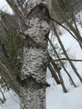 Betula populifolia Gray Birch Tree Seeds - Native North American, Attractive White Bark, Hardy Perennial, Seed Packet