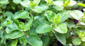 Sweet Marjoram Seeds - Heirloom, Non-GMO, Culinary Herb, Origanum majorana, Compact Growth, 50+ Seeds