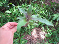 Callisia fragrans Cuttings - Medicinal Basket Plant Propagation Set - 5 Healthy Trailing Vines for Indoor Gardening