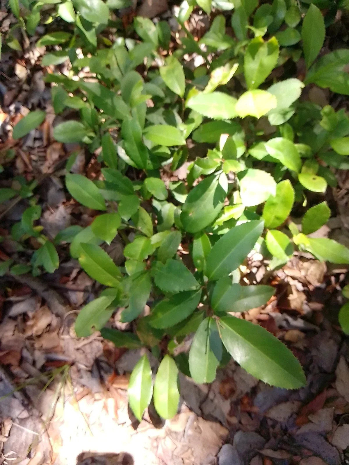 Live Oak Tree Plants 12-20 Inches Rooted Quercus Virginiana Evergreen for Landscaping, Shade, and Wildlife