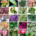 20+ Cuttings Mix Surprise Box | 10 Unique Plant Varieties for Propagation