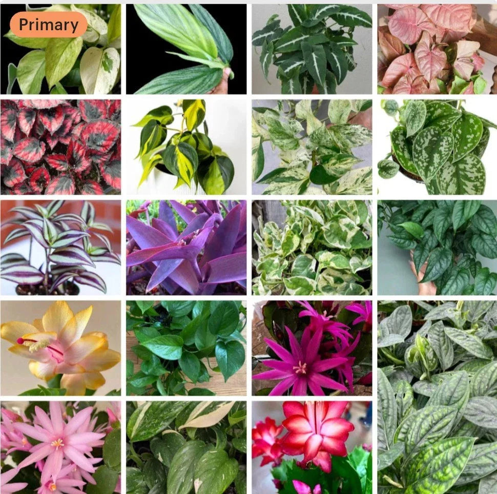 20+ Cuttings Mix Surprise Box | 10 Unique Plant Varieties for Propagation